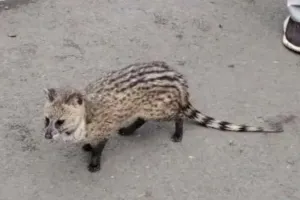 Pakur News: महेशपुर प्रखंड में दिखा दुर्लभ वन्य जीव, किया गया सुरक्षित रेस्क्यू