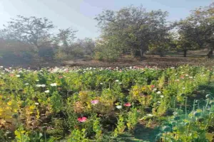 पांकी थाना क्षेत्र में अवैध अफीम/पोस्ता की खेती पर पुलिस की कार्रवाई, 4 कट्ठा फसल विनष्ट