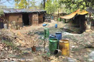 Giridih News : जंगलों में चल रही अवैध भट्टियां, पेड़ों की कटाई से बढ़ रहा खतरा