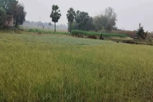 Sahebganj News : चैत में कुदरत का कहर, झमाझम बारिश से फसलें तबाह