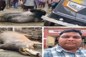 Sahebganj News: गौ-तस्करी की कोशिश नाकाम, ग्रामीणों ने रात के अंधेरे में पकड़ी मवेशियों से लदी पिकअप