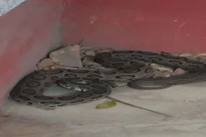 महेशपुर में मिला खतरनाक रसेल वाइपर सांप, वन विभाग ने किया सुरक्षित रेस्क्यू