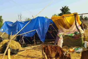 Koderma News:  हाथियों का तांडव, 2 लोगों की मौत, 6 मवेशी मारे