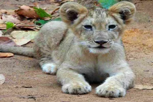 भगवान बिरसा जैविक उद्यान रांची में नन्हे शेर शावक का जन्म, दर्शक कर सकेंगे दीदार