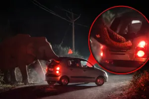 गुस्से में बेकाबू हुआ विशालकाय हाथी, सड़क पर कार को सूंड से हिलाया, देखें वीडियो 
