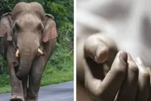 Koderma News: हाथियों का तांडव: दो लोगों को कुचलकर मारा, एक घायल 