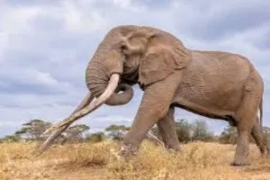 Ranchi News : रातू में जंगली हाथी का हमला, एक ग्रामीण की मौत