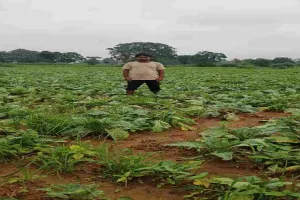 Lohardaga News : ओलावृष्टि से फसलों को भारी नुकसान, किसान परेशान