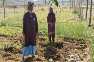 Koderma News: जंगली हाथी का तांडव, किसानों की खून-पसीने की फसल रौंदी