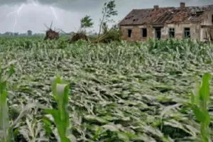 Sahebganj News: आंधी-तूफान ने मचाई भारी तबाही, गेहूं और मक्का की फसलें बर्बाद