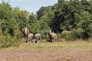 Giridih News: 'गजराज' का डेरा: झुंड से बिछड़े हाथियों ने बढ़ाई धड़कनें, दहशत में ग्रामीण