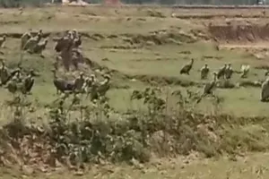 बरही के मलकोको में दिखा गिद्धों का झुंड, पर्यावरण के लिए सकारात्मक संकेत