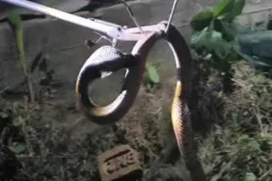 Pakur News: वनकर्मी ने स्पैक्ट्रल कोबरा का रेस्क्यू कर सुरक्षित जंगल में छोड़ा