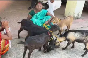 हजारीबाग में बकरी वितरण पर हंगामा, लाभुकों ने बीमार बकरियां लेने से किया इनकार