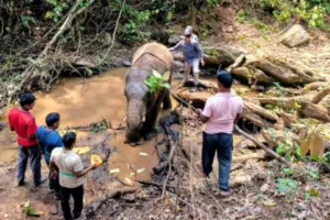 सारंडा जंगल में IED ब्लास्ट से घायल हाथी की मौत, एक सप्ताह तक चला इलाज