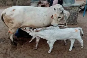 Sahebganj News: पशु तस्करों के लिए 'सेफ जोन' बना बोरियो प्रखंड, बेनकाब हुआ तस्करी का नया रूट