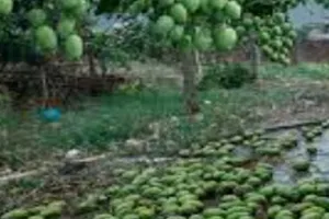 एक रात की आंधी ने उजाड़े आम किसानों के सपने, साहिबगंज में हजारों क्विंटल फसल बर्बाद