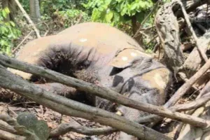 Giridih News: धोवारी जंगल में मिला मादा हाथी का शव, पलाश की जड़ों में फंसा था सिर