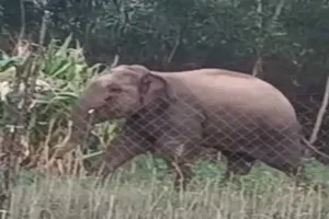 Koderma News: नादकरी गांव में भटके हाथी ने मचाया उत्पात, किसानों की मकई फसल बर्बाद