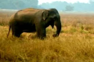 लोहरदगा में जंगली हाथी का तांडव, खेत में काम कर रही महिला को कुचलकर मार डाला