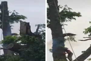 Sahebganj News: माल गोदाम से स्टेशन तक अशोक के पेड़ों की छंटाई शुरू, आंधी-बारिश में गिरने का रहता था डर