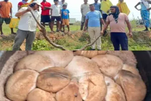 Dhanbad News: 10 फीट लंबा विशालकाय अजगर बरामद, आनपूरा गांव के खेत से 32 अंडे भी सुरक्षित रेस्क्यू