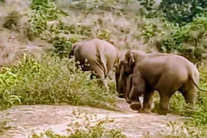 बेलगढ़ा गांव में हाथियों का डेरा: ग्रामीणों में दहशत, वन विभाग की टीम मौके पर तैनात