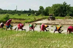 कीचड़ में उग रही साहिबगंज की उम्मीद, धान की रोपनी से गुलजार हुए खेत