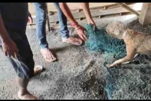 गनपुरा बाजार: 15 दिनों से डिब्बे में फंसा था कुत्ते का मुंह, युवाओं ने सुरक्षित निकालकर दी नई जिंदगी