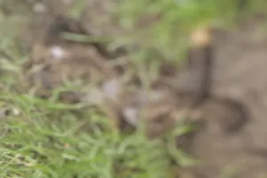 Hazaribagh News: बिजली विभाग गेट के सामने नाले में लावारिस हालत में मिला युवक का शव