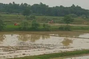 साहिबगंज में झमाझम बारिश से किसानों के चेहरे खिले, युद्ध स्तर पर शुरू हुई धान रोपाई