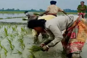 साहिबगंज में मूसलधार बारिश से किसानों के चेहरे खिले, खेतों में तेज हुई धान रोपाई