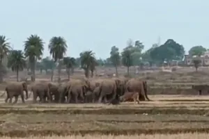 Koderma News: ग्रामीण इलाकों के बाद अब शहरी क्षेत्रों में भी हाथियों का आतंक, दहशत में लोग