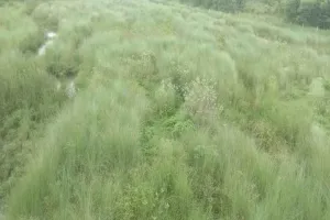 Koderma News: एनजीटी रोक के बाद भी नदियों से धड़ल्ले से हो रहा अवैध बालू उठाव