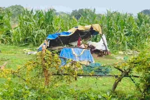 Koderma News: मधुबन में जंगली हाथियों का आतंक, दहशत में रात बिताने को मजबूर ग्रामीण