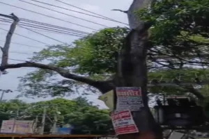Koderma News: रांची-पटना NH पर युवराज होटल के समीप जर्जर वृक्ष बना काल, प्रशासन से कार्रवाई की मांग