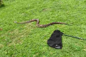 Dumka News: गम्हरा गांव के आदिवासी टोला में विशाल अजगर ने सियार को दबोचा, मचा हड़कंप