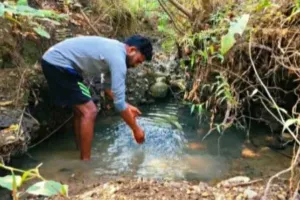 Sahebganj News: एफएमएनआर तकनीक से जंगलों की सुरक्षा में जुटे पोखरिया गांव के ग्रामीण
