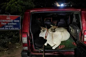 Crime News: बहिमर घाटी में गोवंश तस्करी का प्रयास विफल, तीन पशु बरामद; सुमो वाहन जब्त