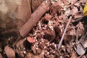 Hazaribagh News: अमनारी में मिट्टी का पुराना घर धंसा, चांदी के सिक्कों से भरा कलश मिलने की सूचना से मचा हड़कंप