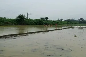 Sahibganj News: कृषि विभाग ने जल्द 100 फीसदी रोपाई पूरी होने की जताई उम्मीद