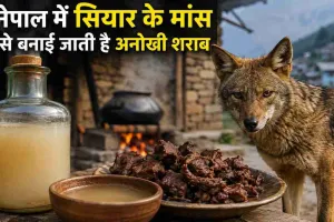 सियार के मांस वाली शराब! नेपाल की अनोखी परंपरा ने खींचा लोगों का ध्यान