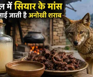 सियार के मांस वाली शराब! नेपाल की अनोखी परंपरा ने खींचा लोगों का ध्यान