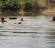 तालाब में नहाने गए 60 वर्षीय वृद्ध की डूबने से मौत, 26 घंटे बाद गोताखोरों ने शव किया बरामद