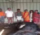 Ramgarh News: जहरीले सांप के काटने से दुधारू गाय की मौत, किसान पर टूटा दुखों का पहाड़