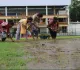 पश्चिमी सिंहभूम टी-20 से पहले चाईबासा स्टेडियम के विकेट पर लगी बारमूडा घास
