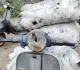 Dhanbad News: दमागुड़िया माइंस क्षेत्र में सीआईएसएफ की बड़ी कार्रवाई, अवैध कोयले से लदे दो स्कूटर जब्त