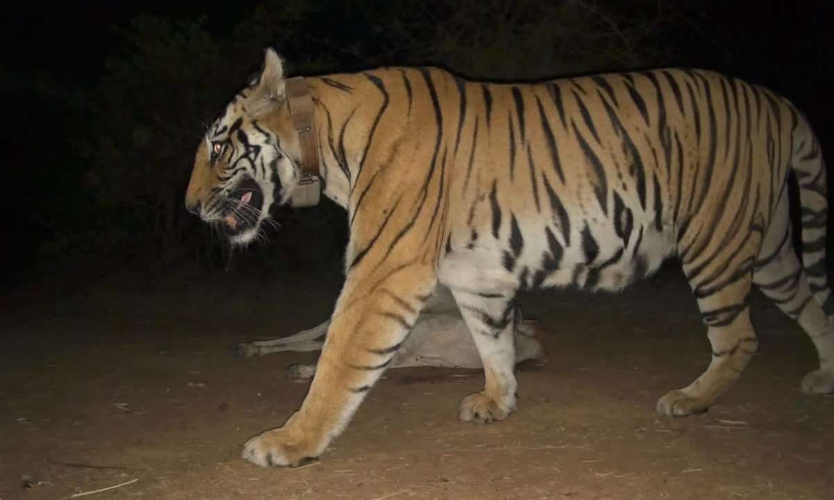 बांधवगढ़ में कॉलरधारी बाघिन सुरक्षित मिली, कंकाल मिलने के बाद तेज हुआ था सर्च ऑपरेशन